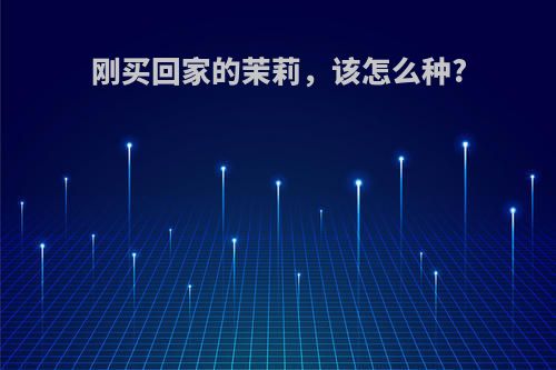 刚买回家的茉莉，该怎么种?